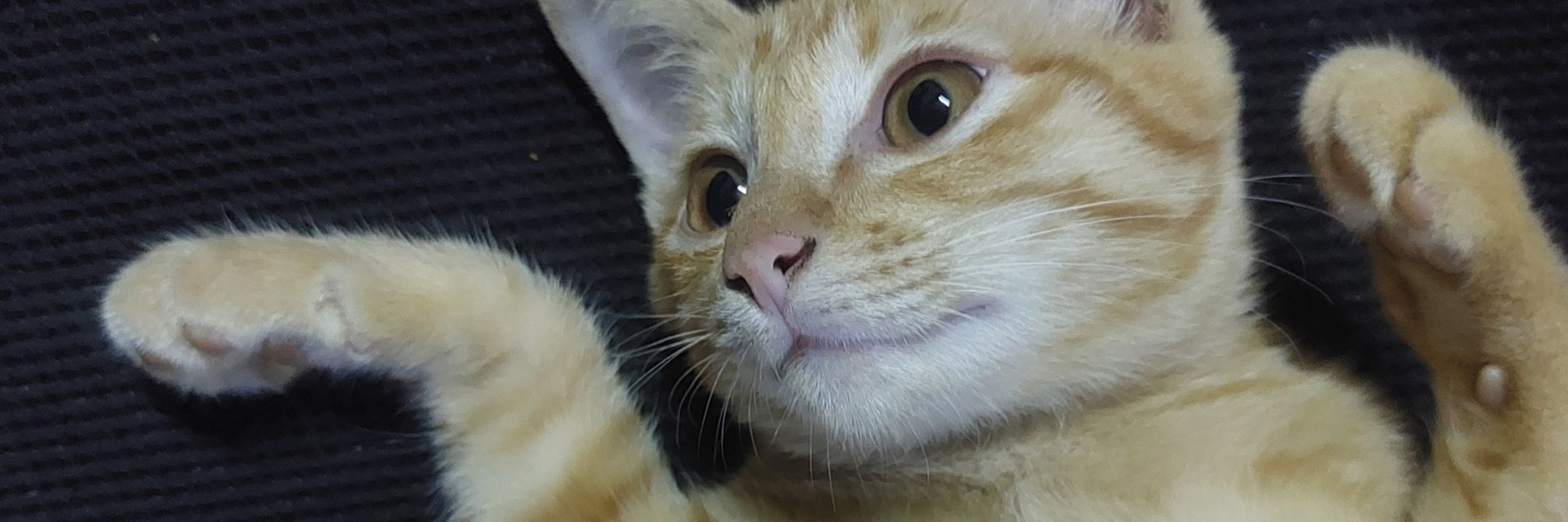 Piyuu