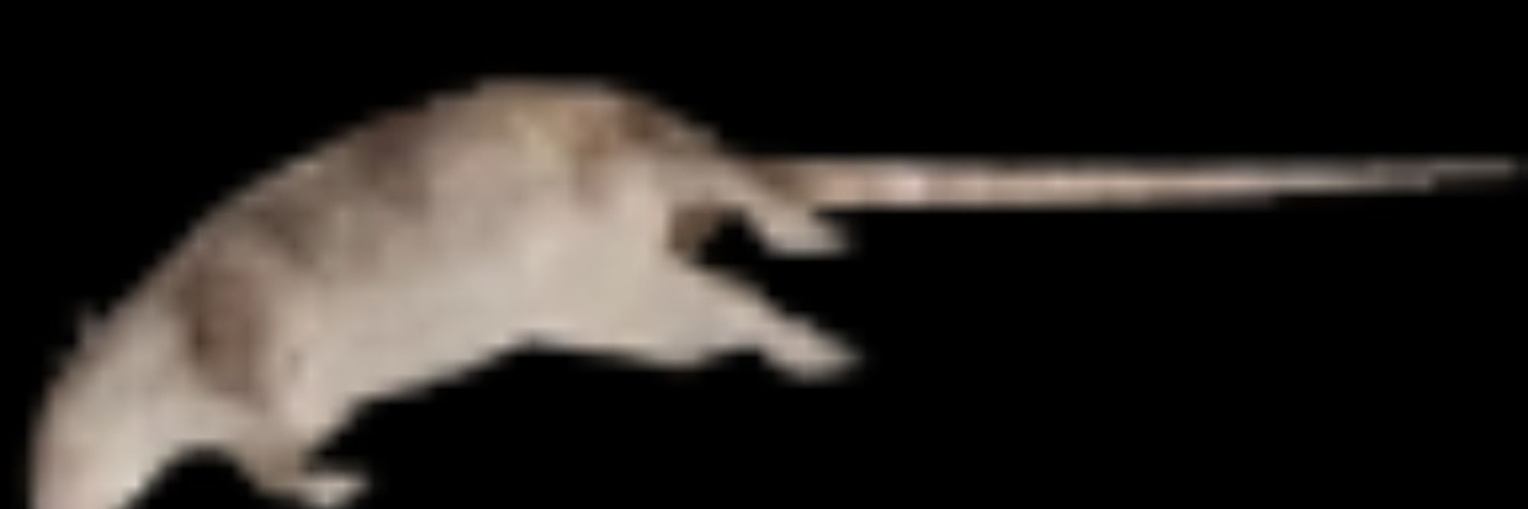 Gemnose
