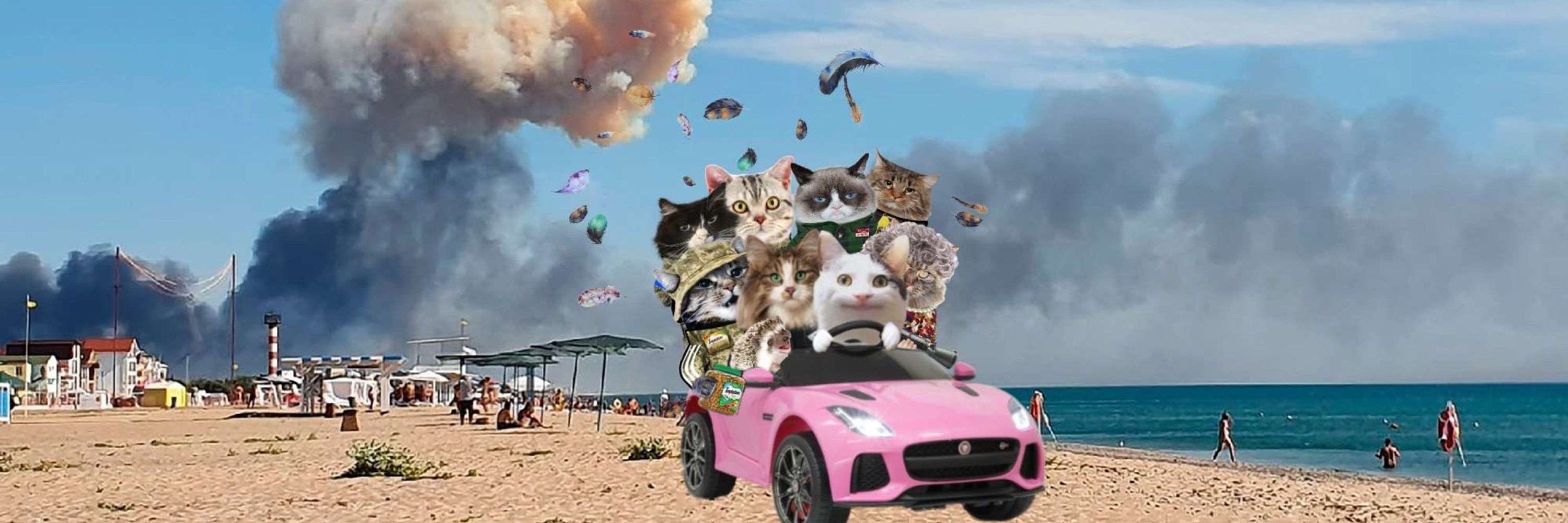 Sneffles (NAFO Cat)