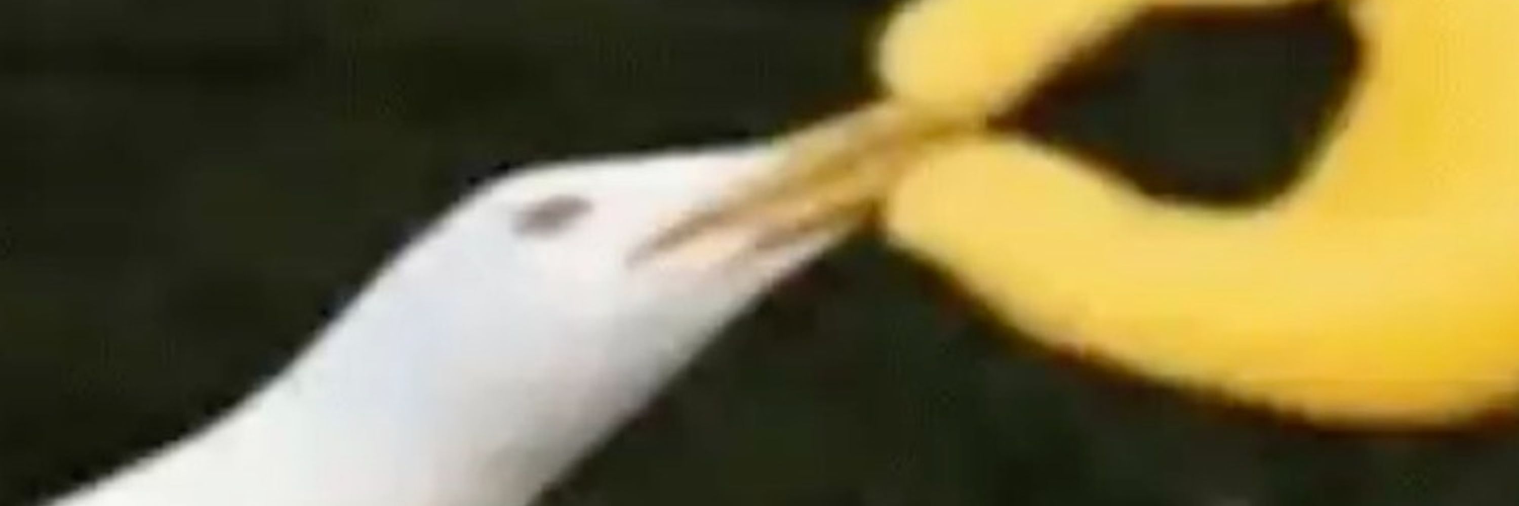 Crow