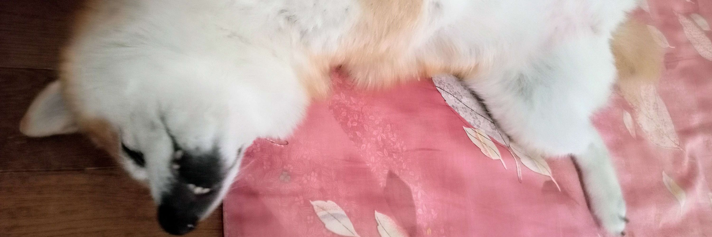 きとちゃん