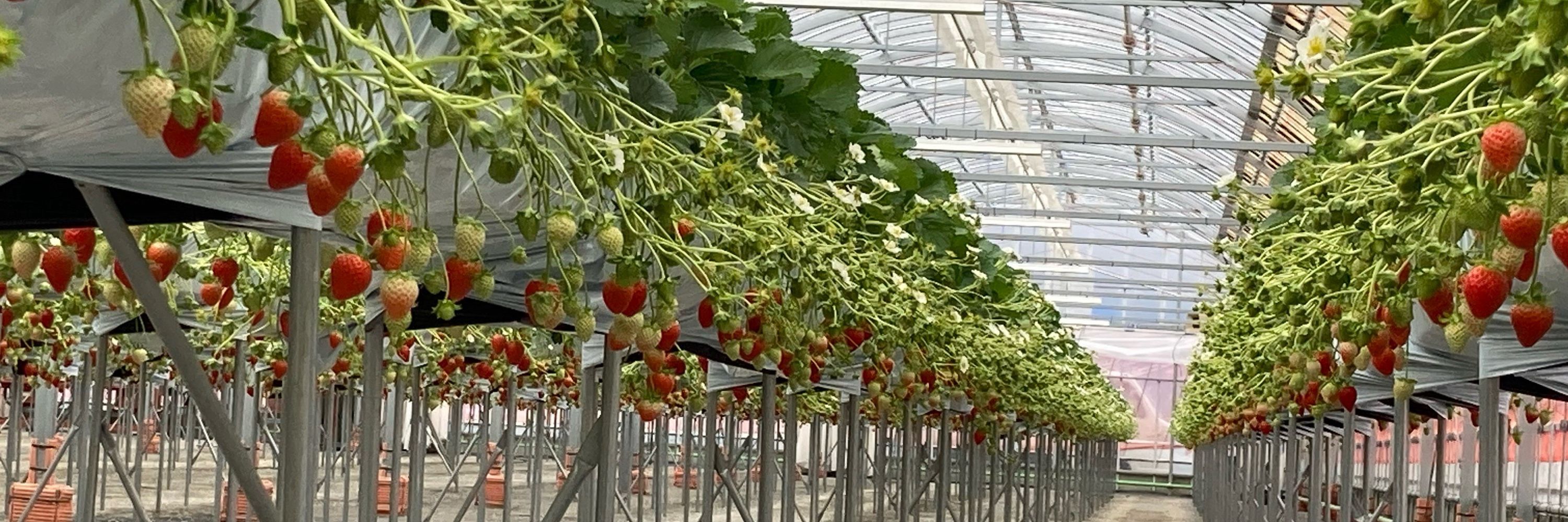 桃華