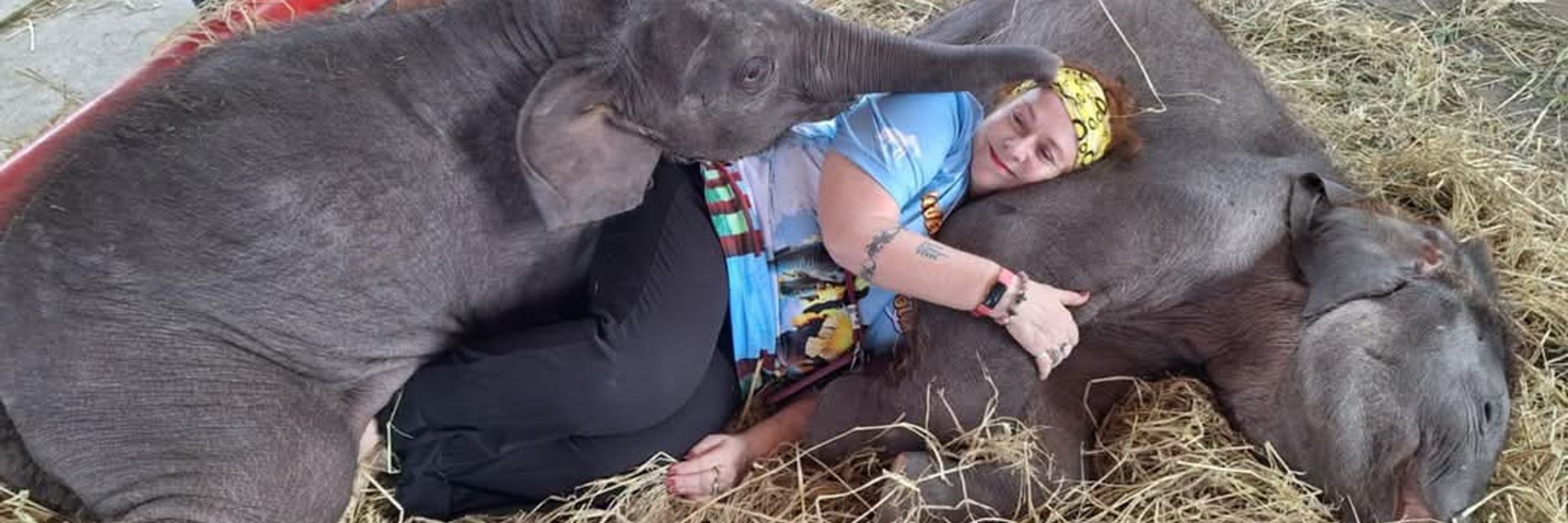 Ewa Elephantstay
