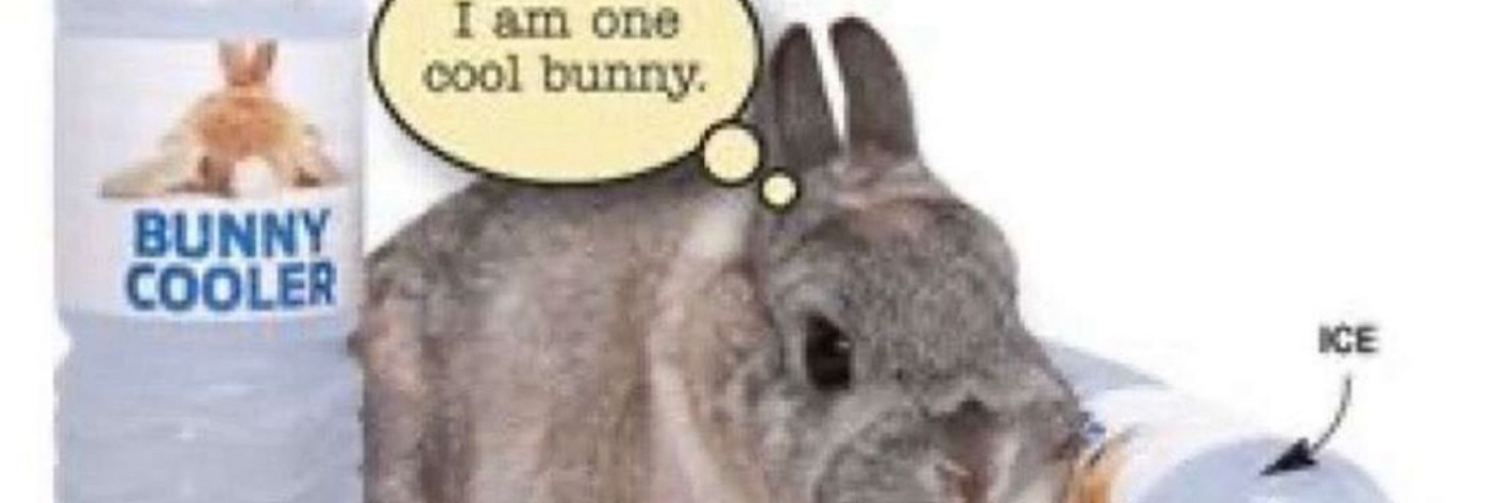 Bunny