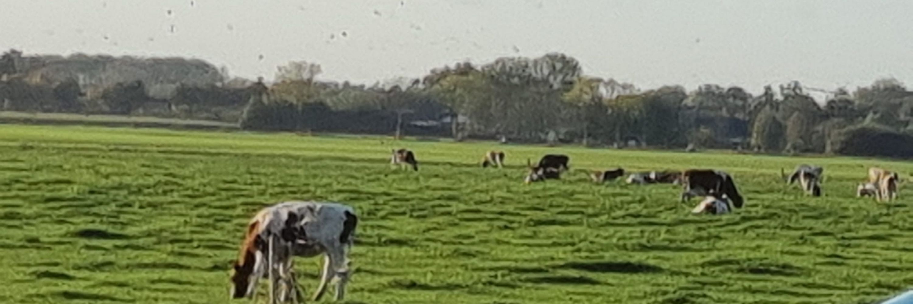Moos