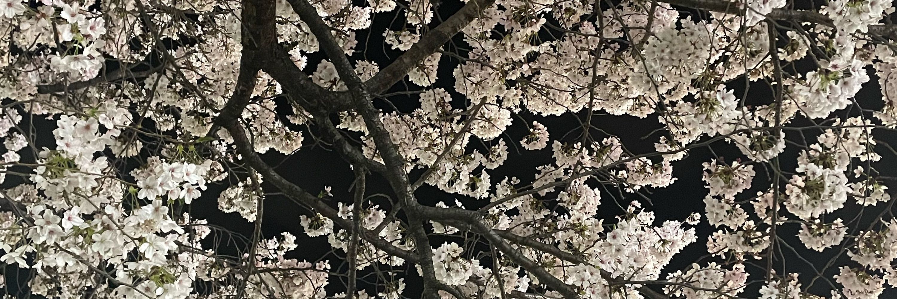 k.kazu