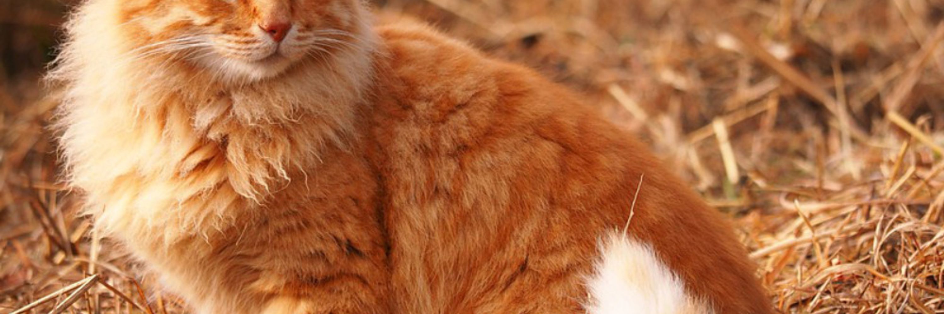 Le Mag du Chat - Ouest-France