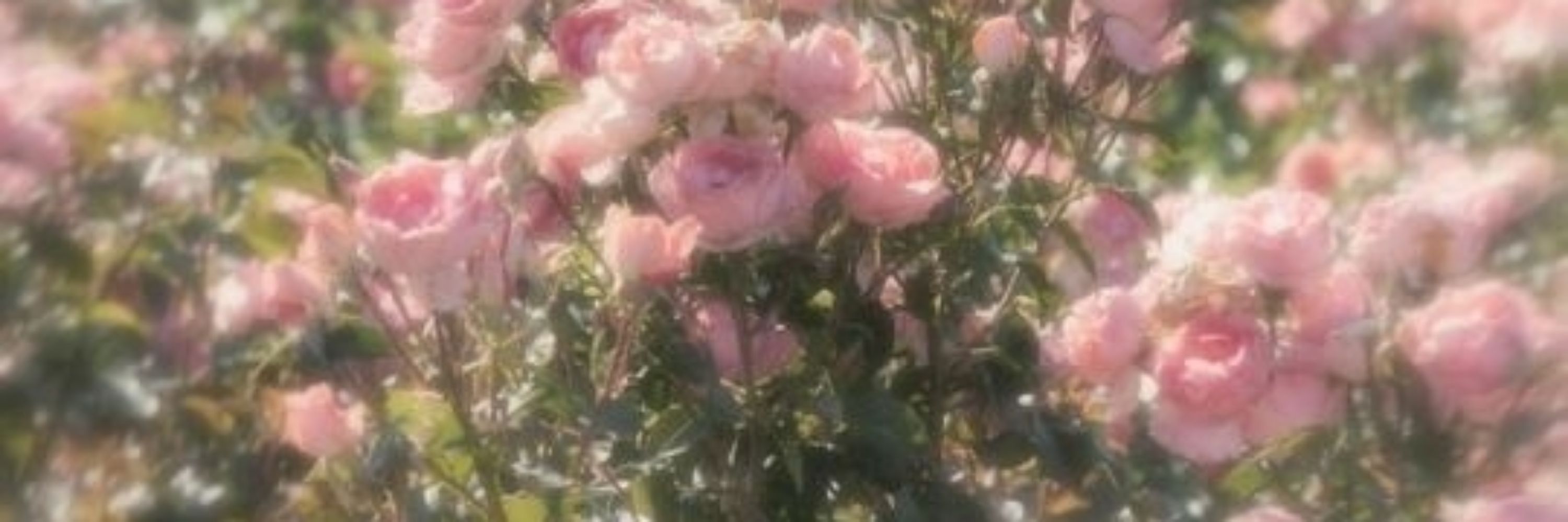 ☆🌈•𝐓𝐟(𝐓𝐨𝐫𝐝'𝐬 𝐁𝐟)🌷