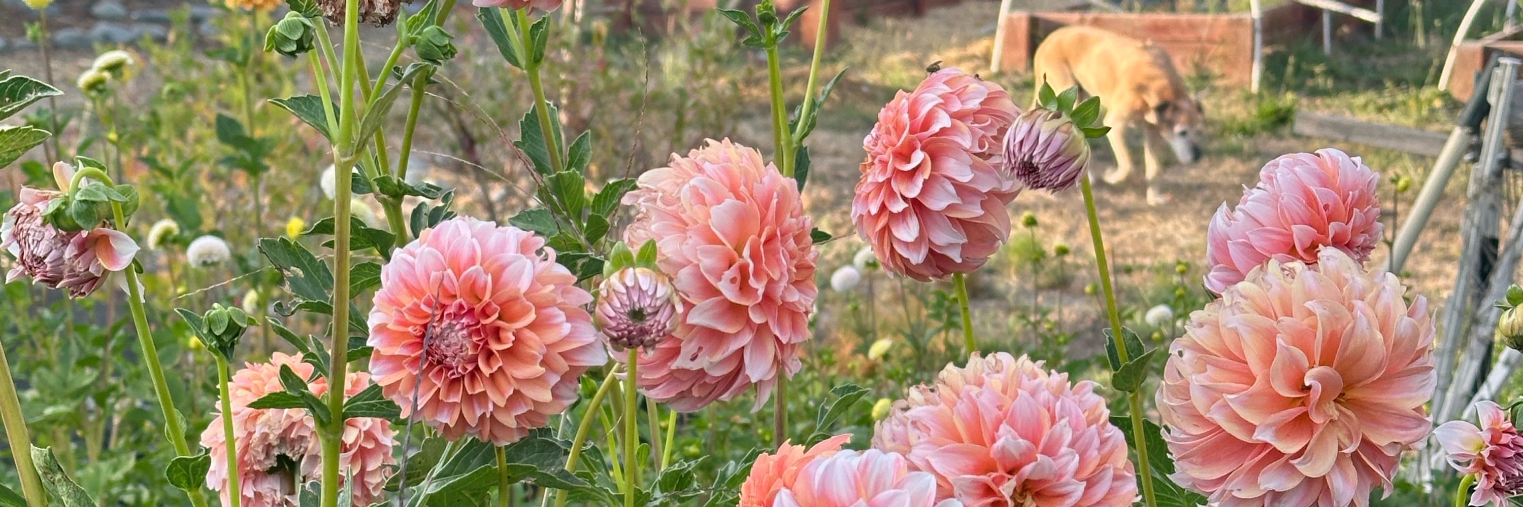 SusietheFlowerFarmer