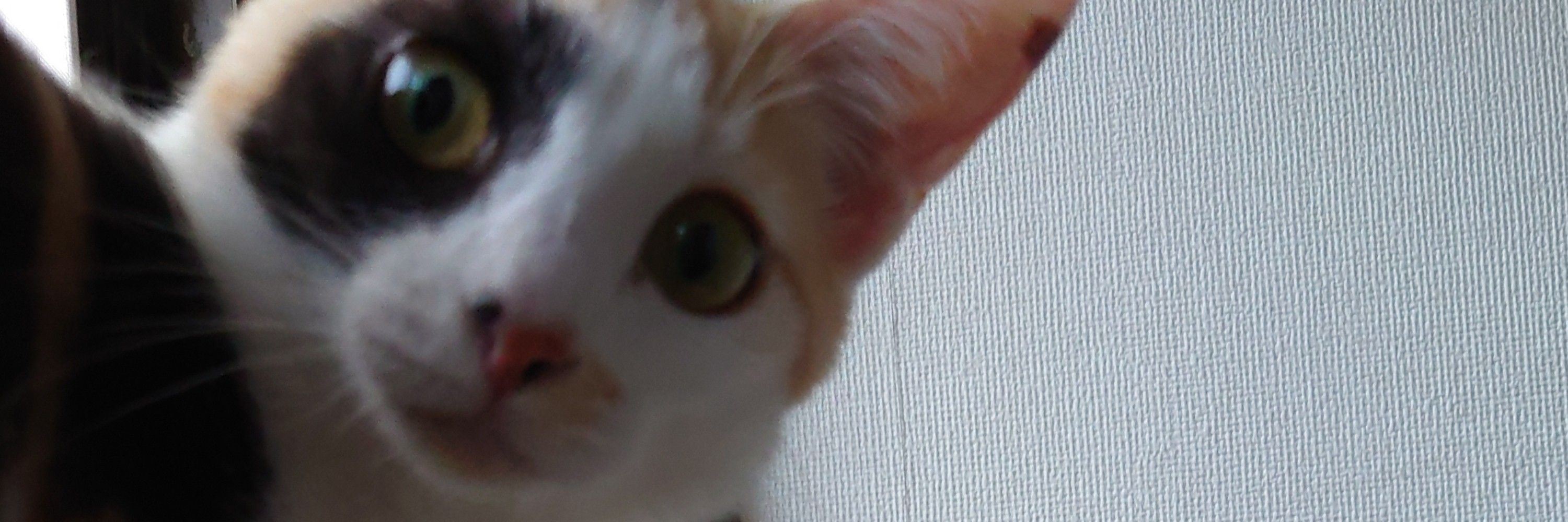 和猫