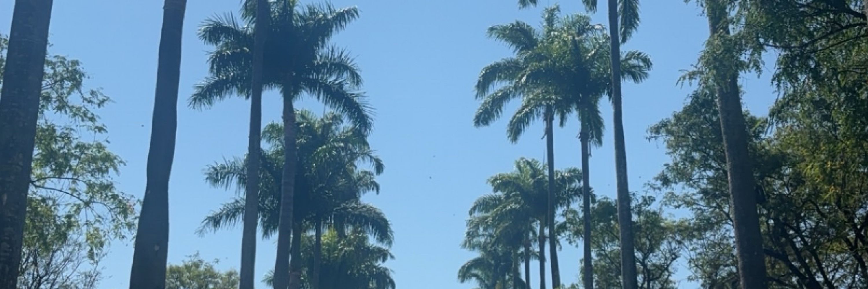 lele
