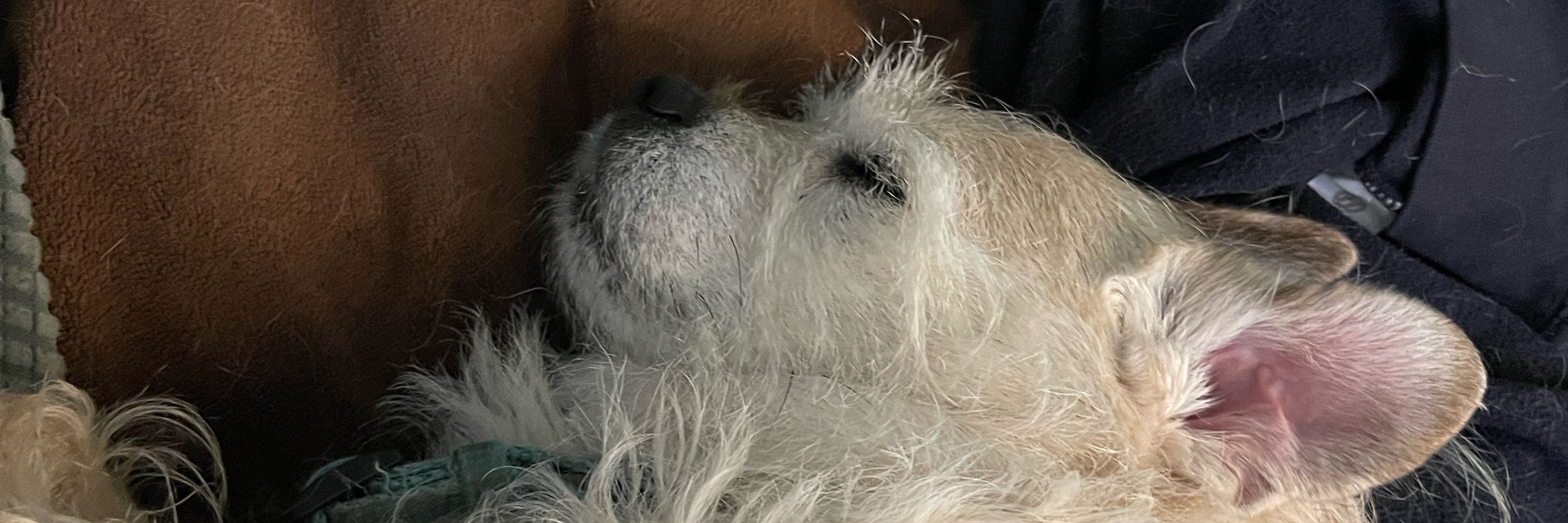 Beth of Dogland