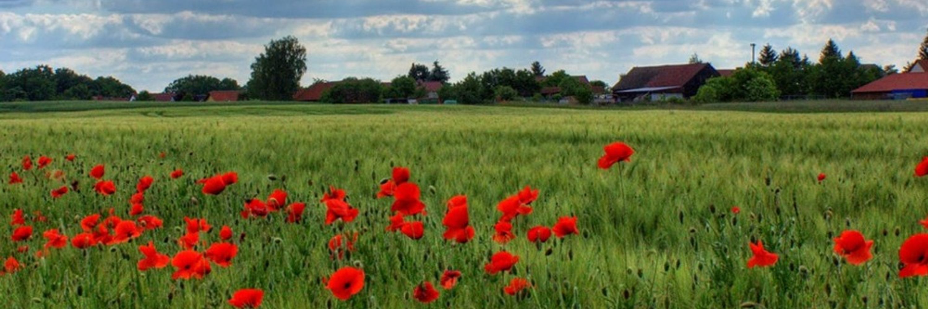 Poppyseed