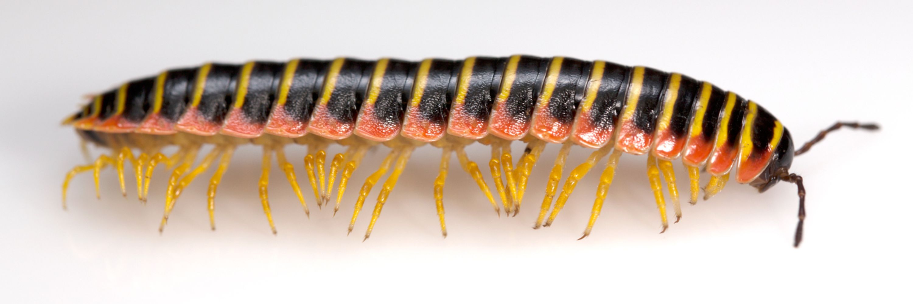 Millipede Lab