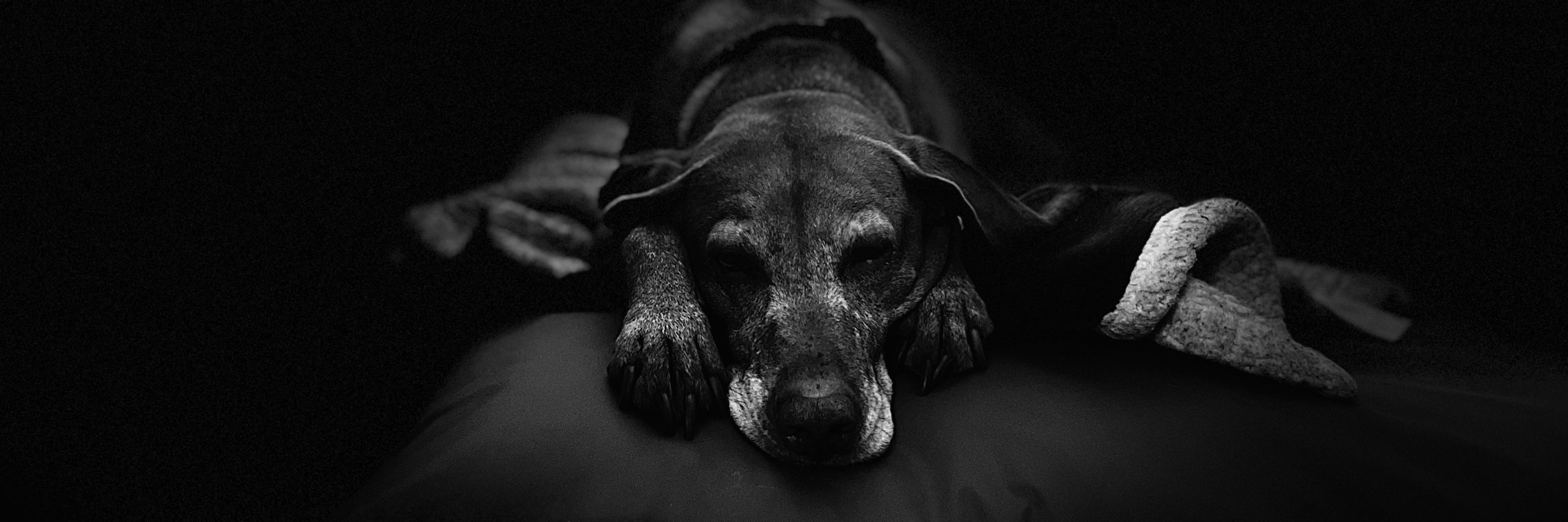 Tara