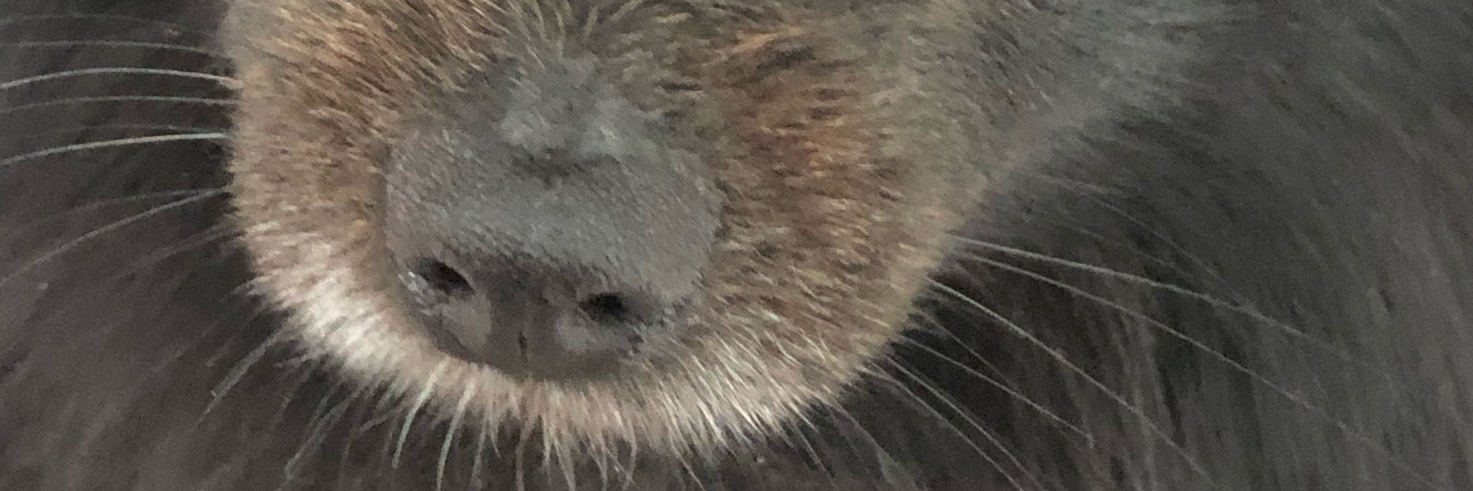 ゆきうさぎ