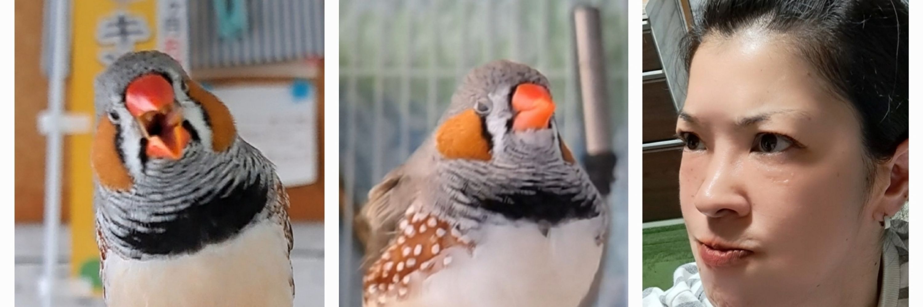 そらまめぃ(錦華鳥のかぁちゃん)