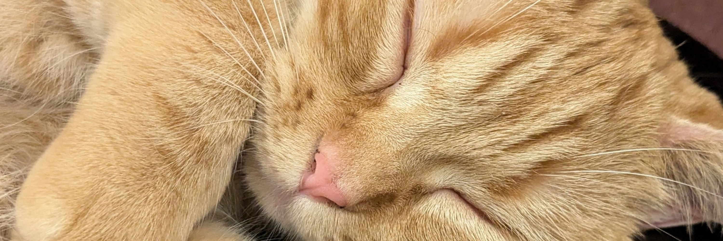 葵