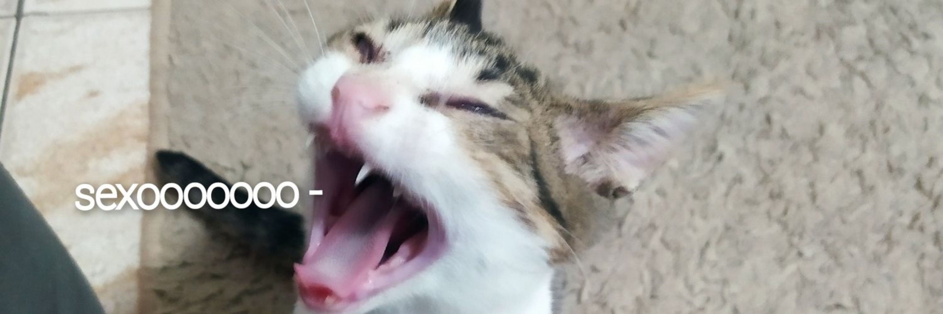 leo ˢᶜᶜᵖ 👉😑👈