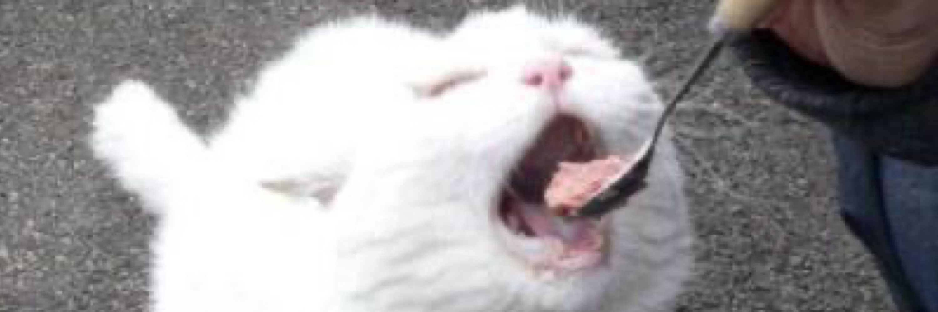 한입만