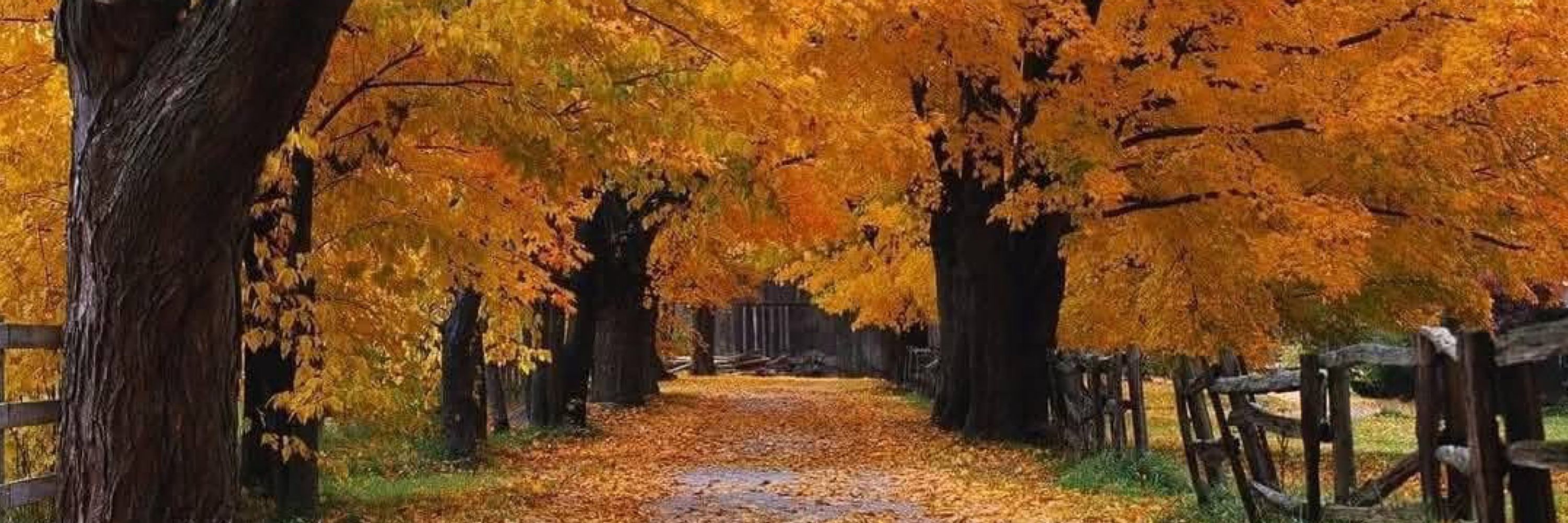 Alonelytree