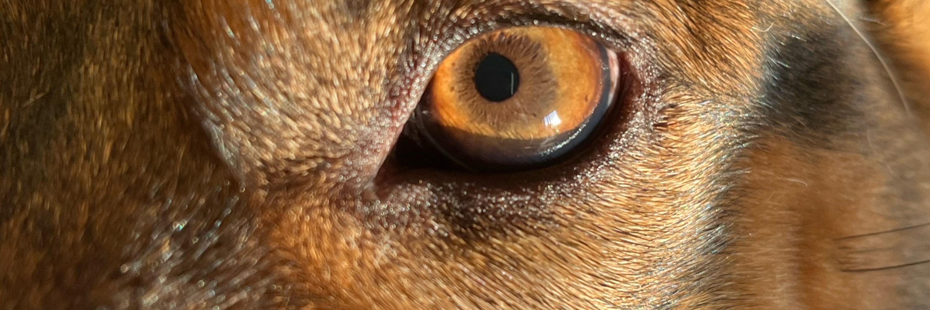 Brenda 🐾