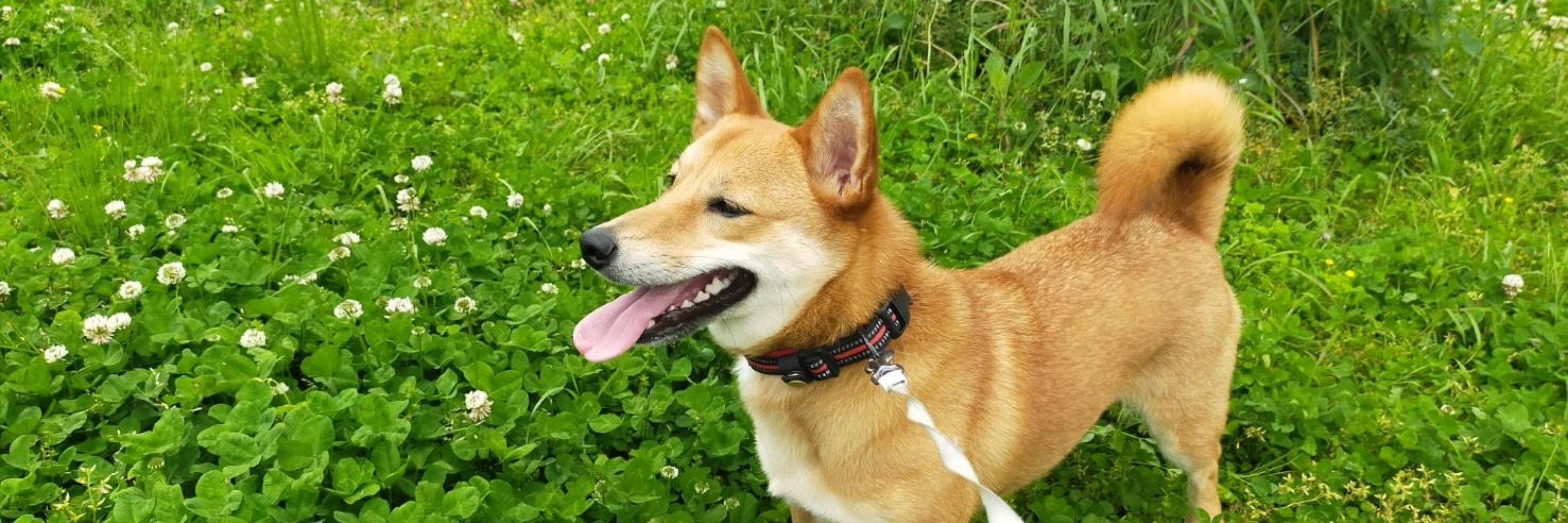 ヨモギ🐾柴コギMIX