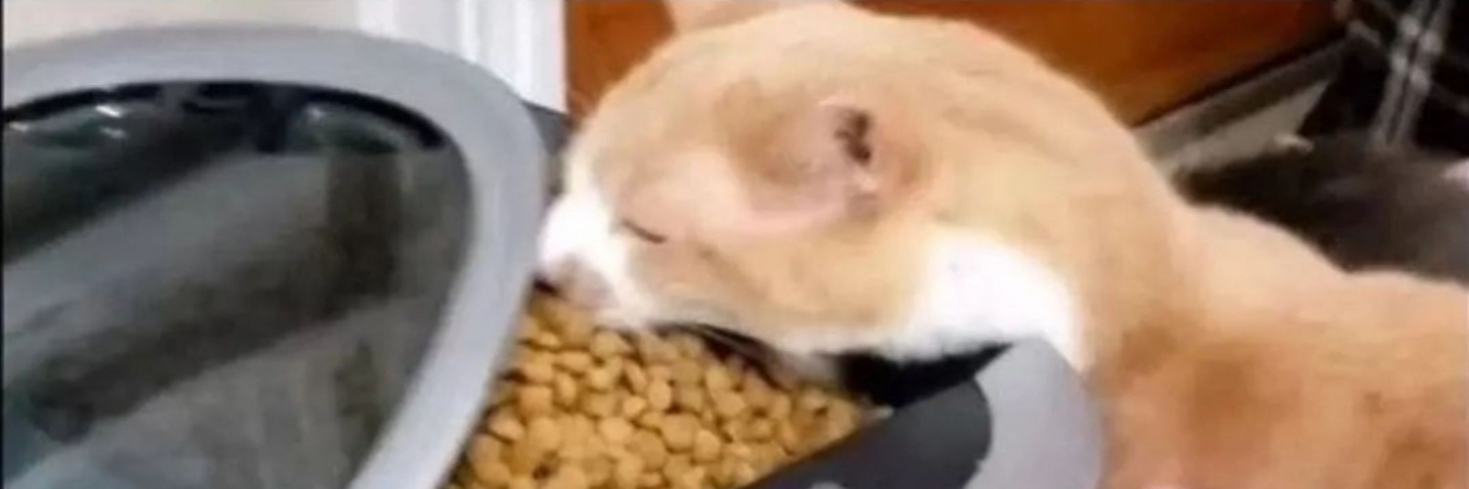 sploosh