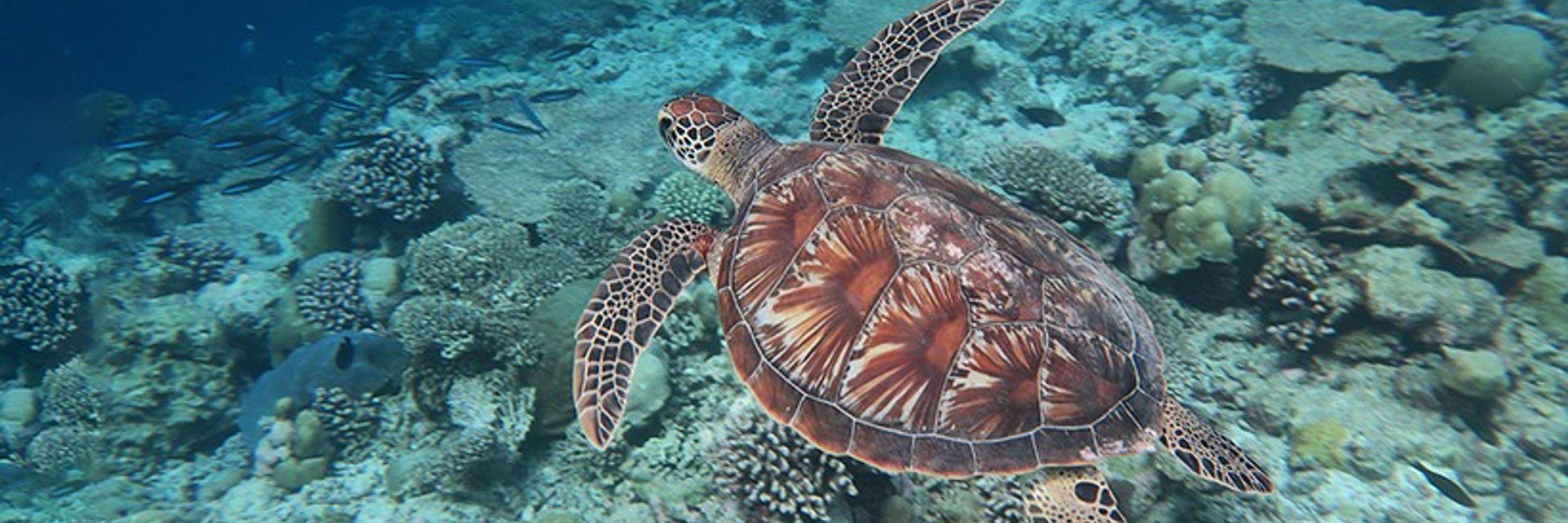 Convention on Migratory Species (CMS)