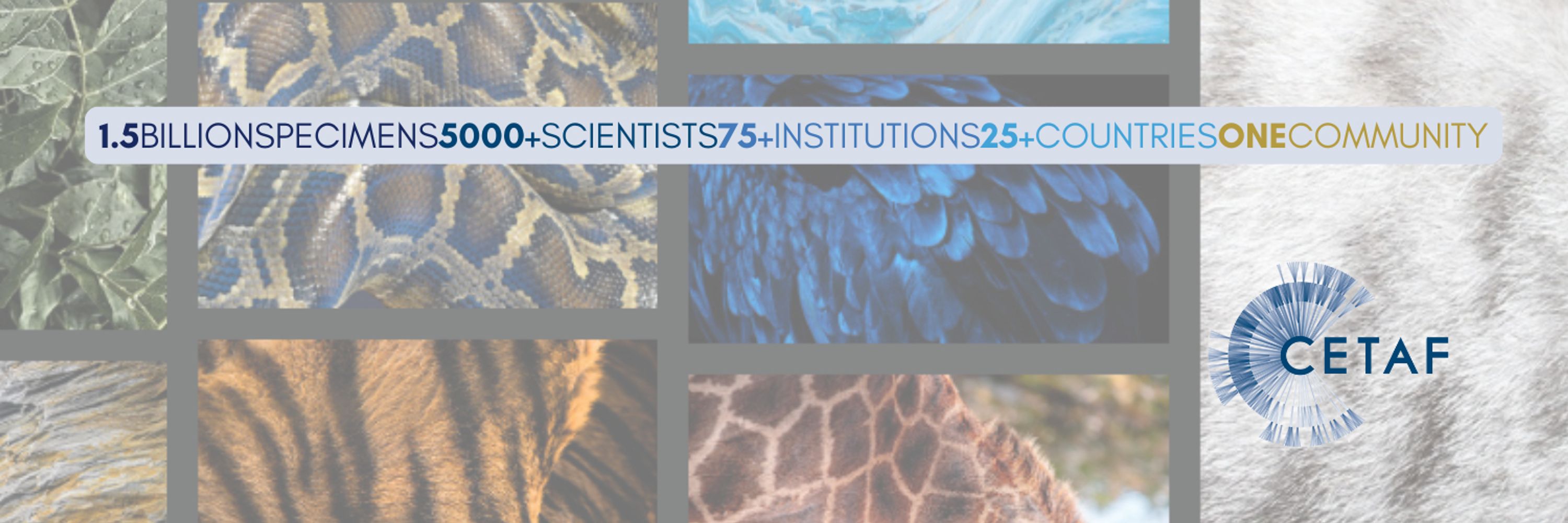 CETAF - Consortium of European Taxonomic Facilities