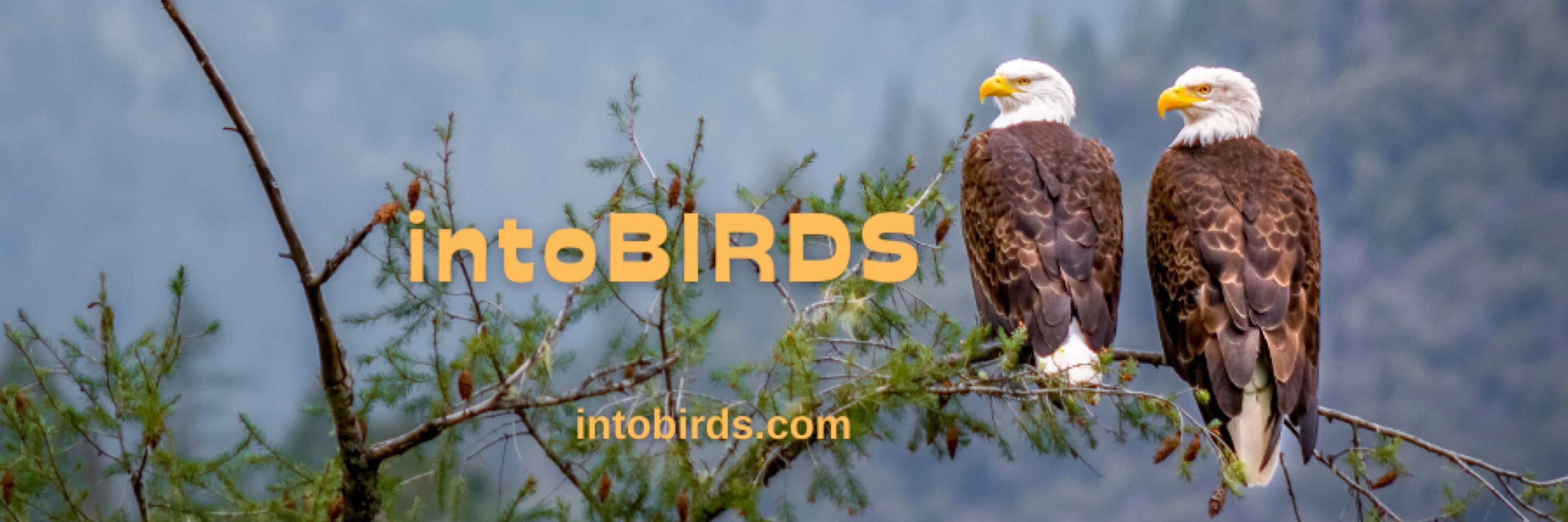 intoBirds