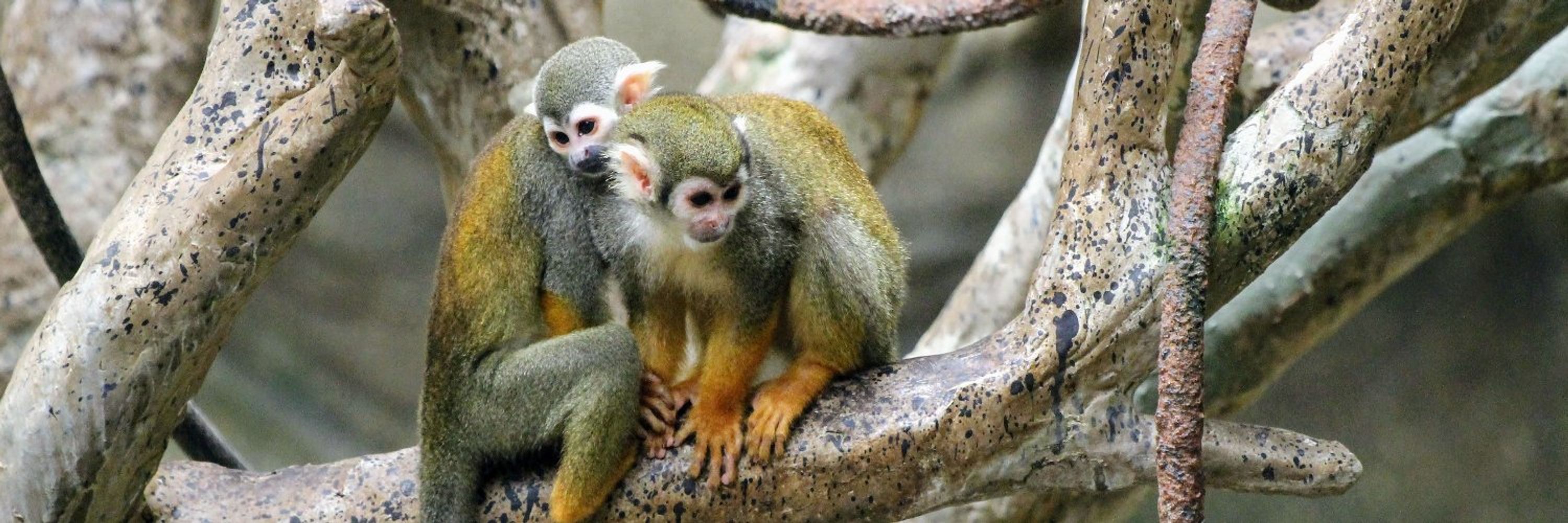 Midwest Primate Interest Group