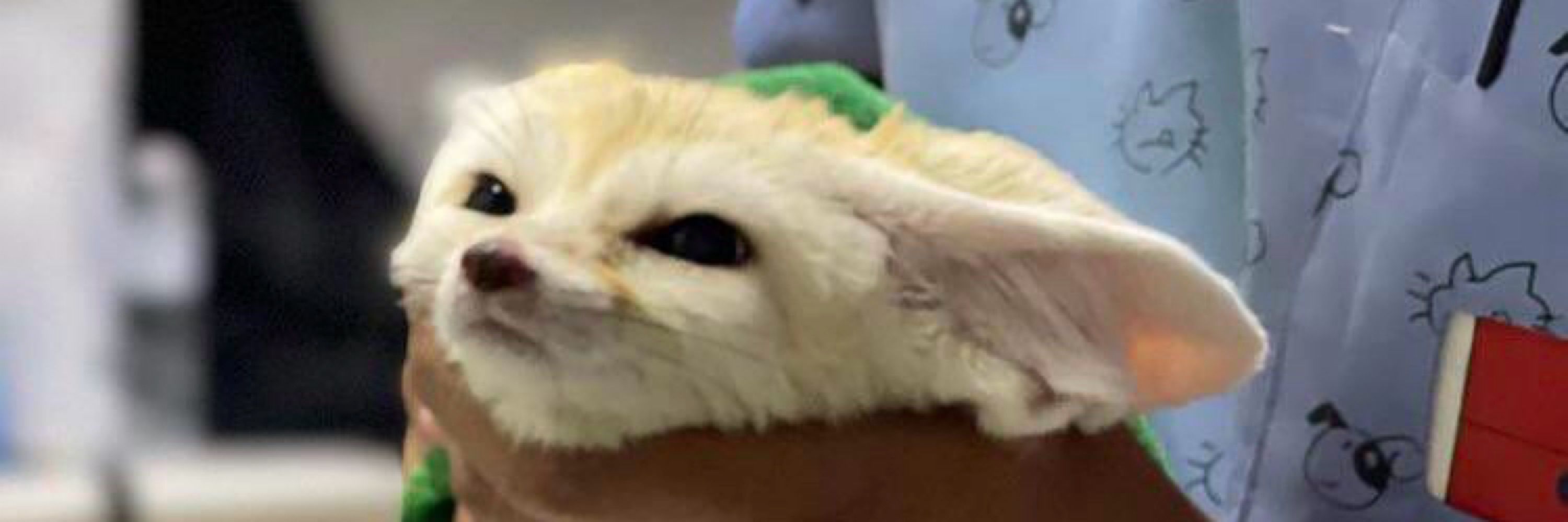 yuki fennec