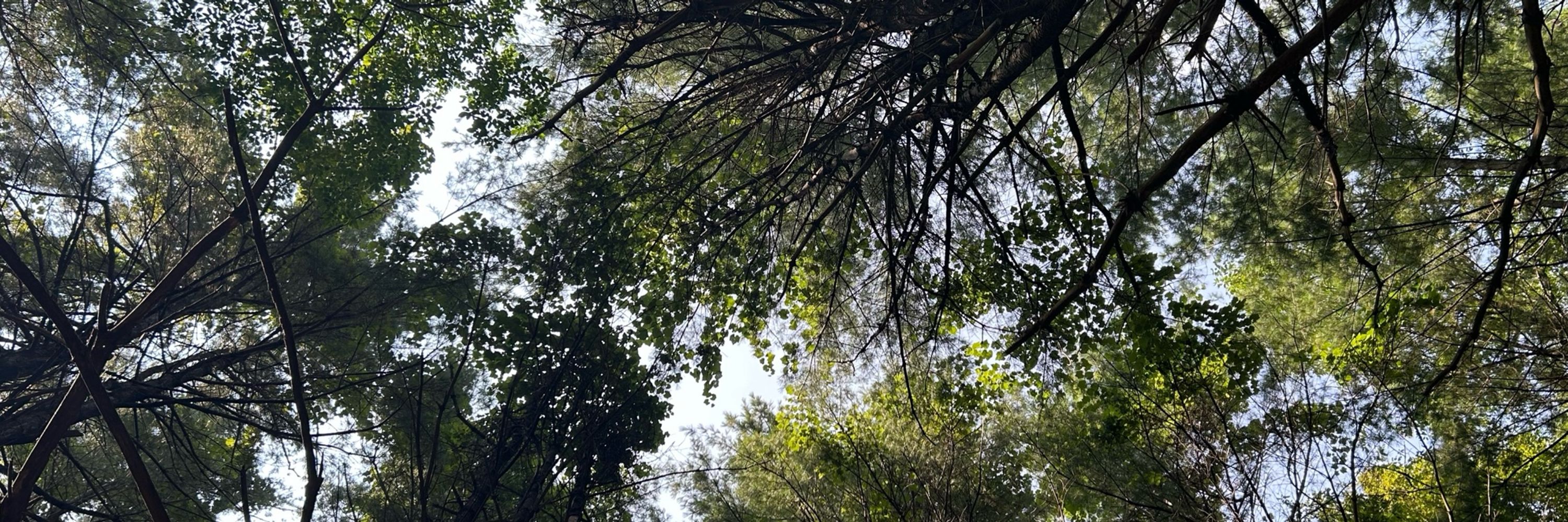 Marsh Hlavka