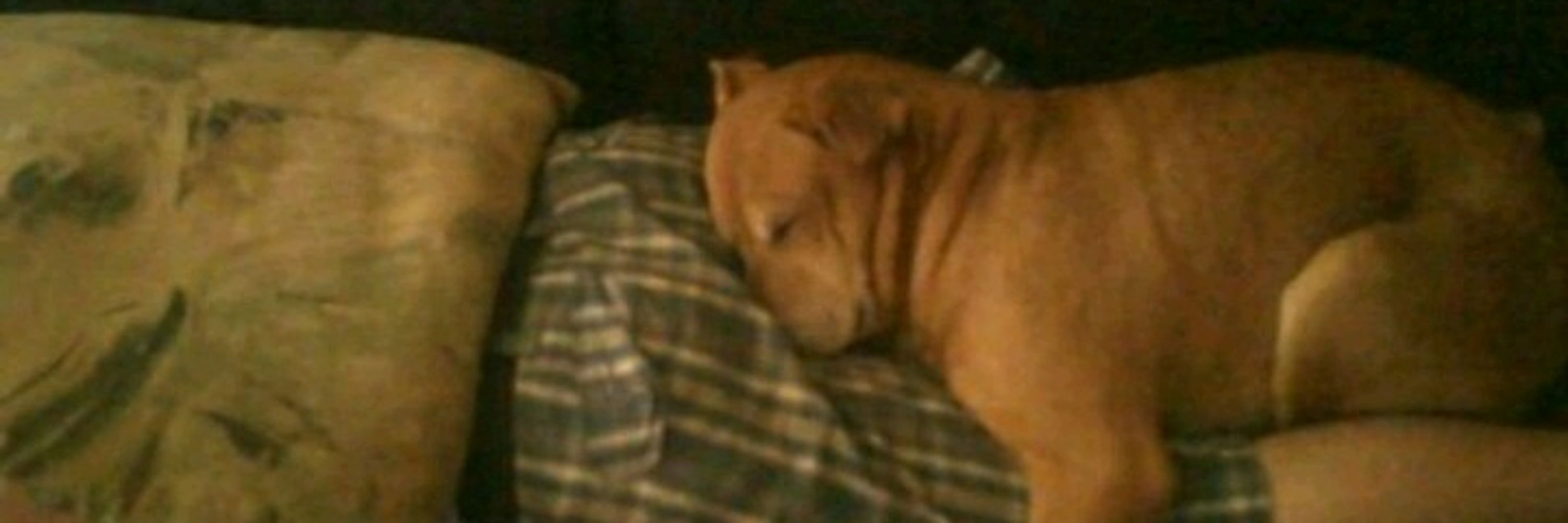 Snickle Fritz