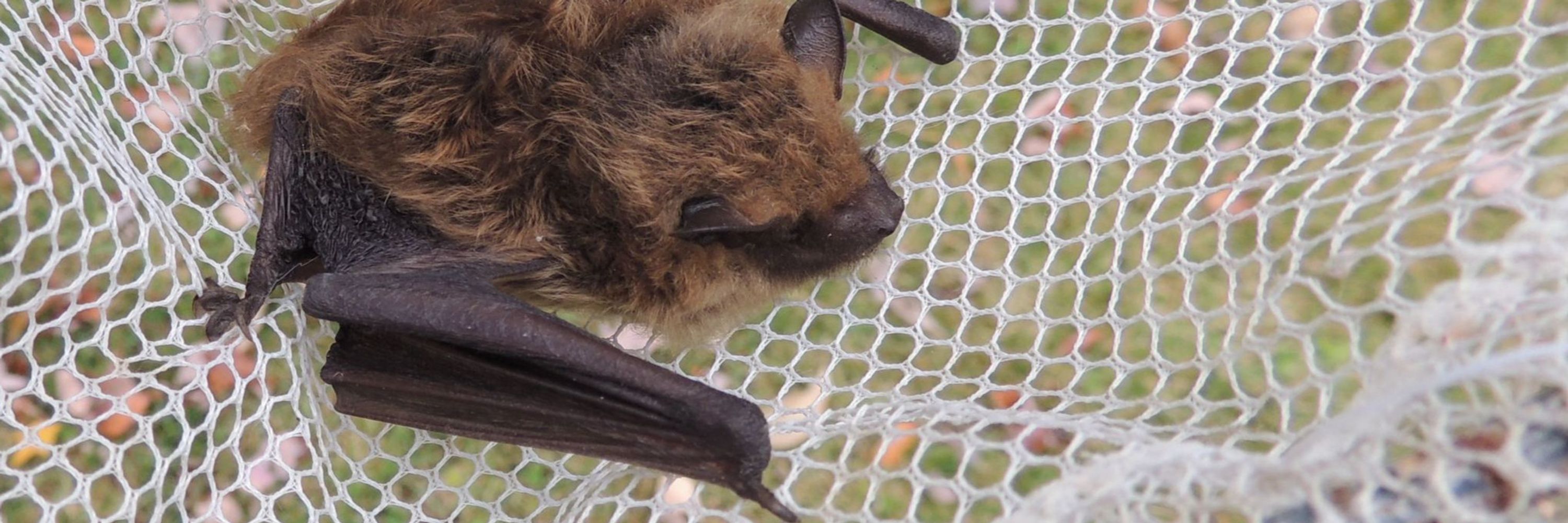 bat pics