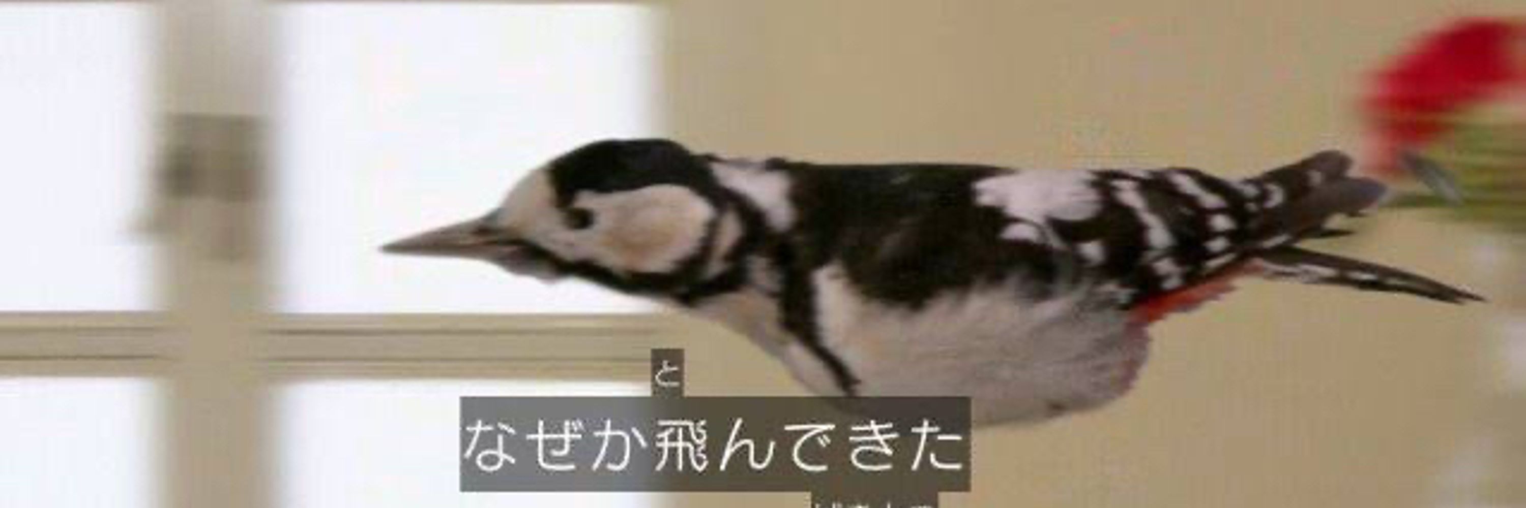 あじゃらし