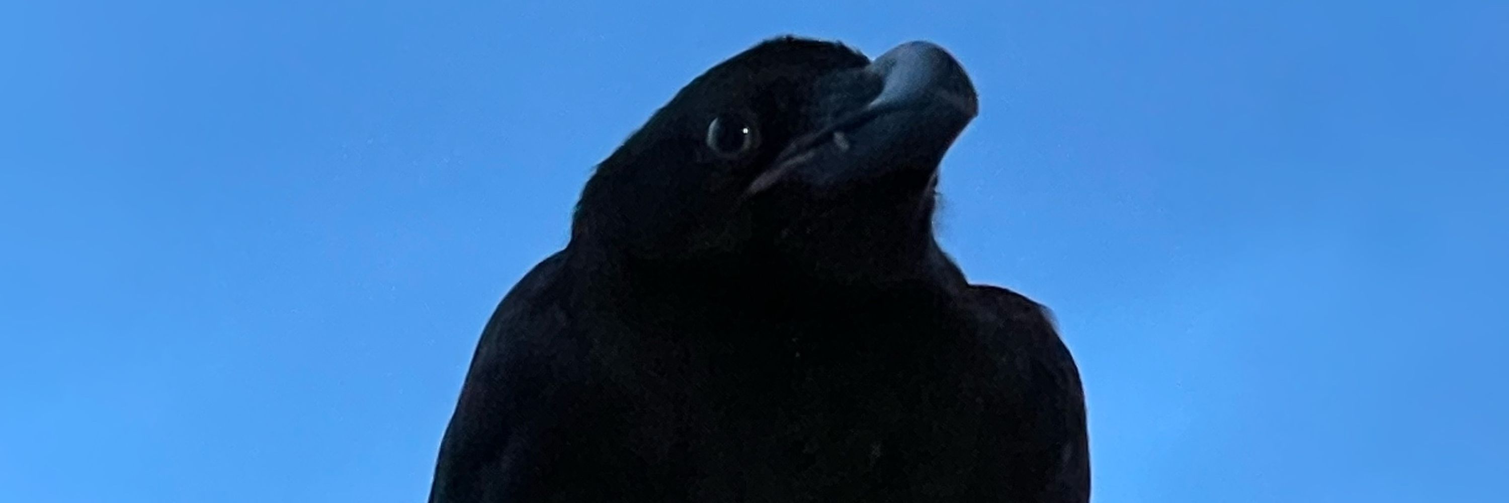 eve