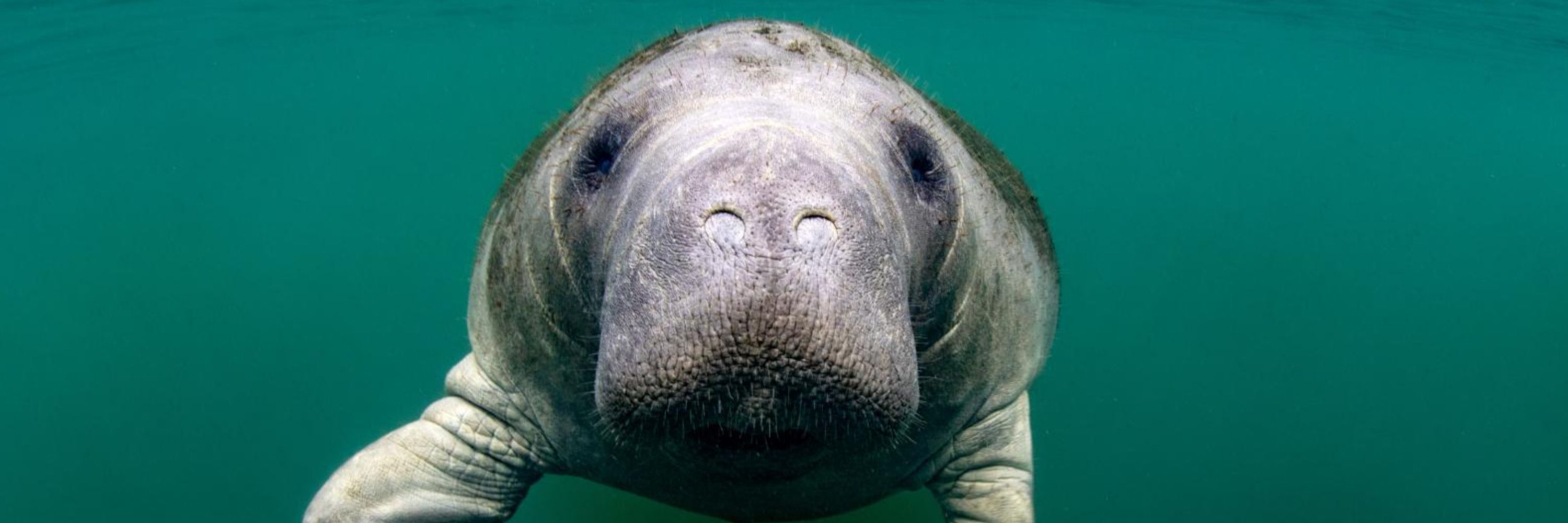 Mesozoic Manatee