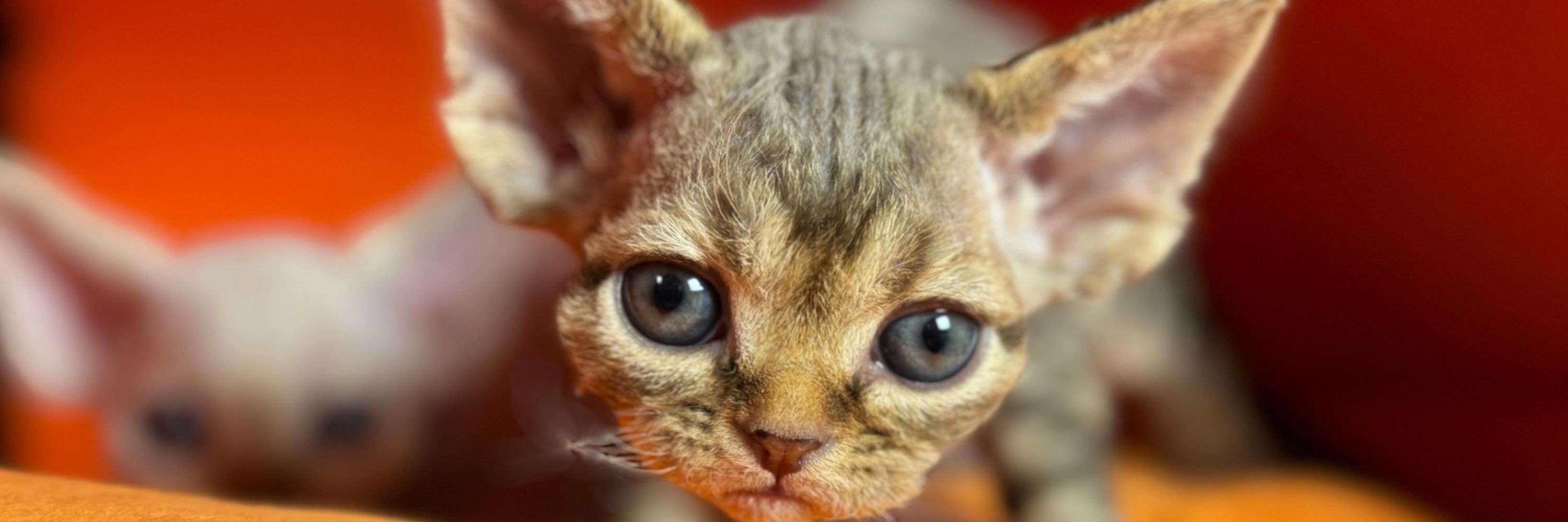 Lil’ Shadows Devon Rex