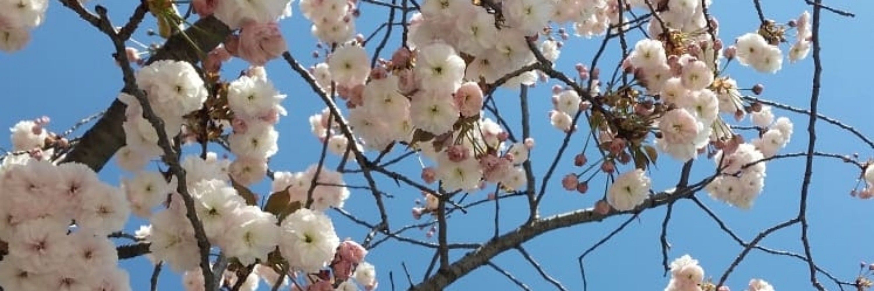 💖💐Bloom💐💖