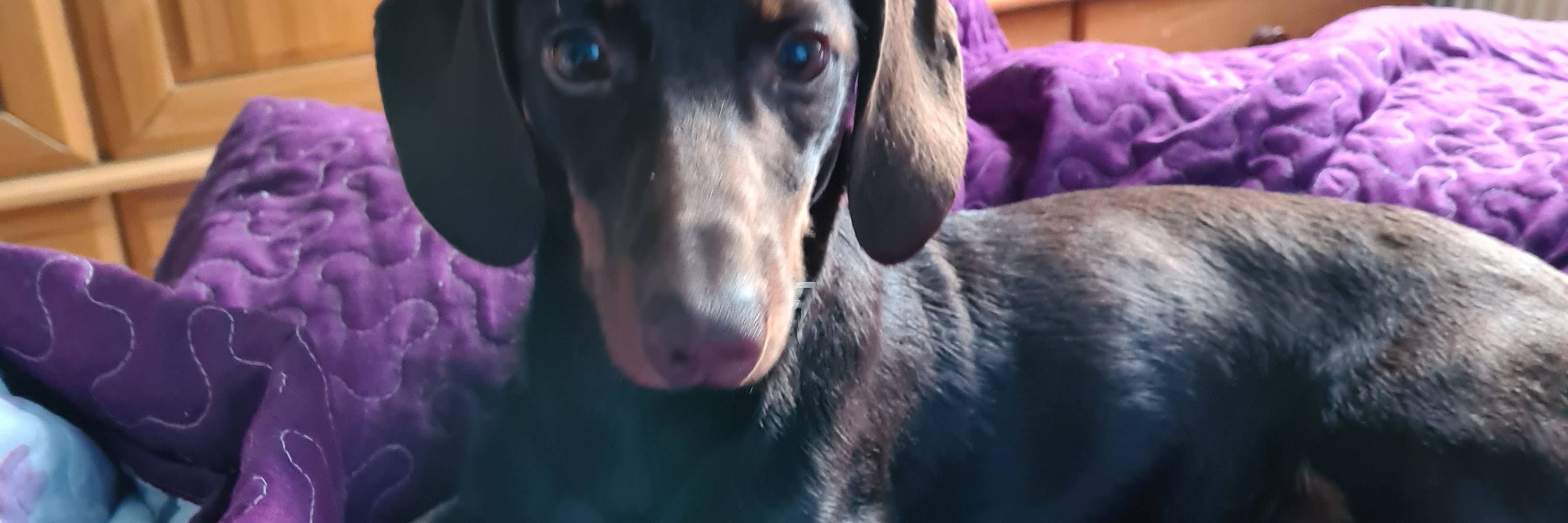 Chocolate Dachshund 