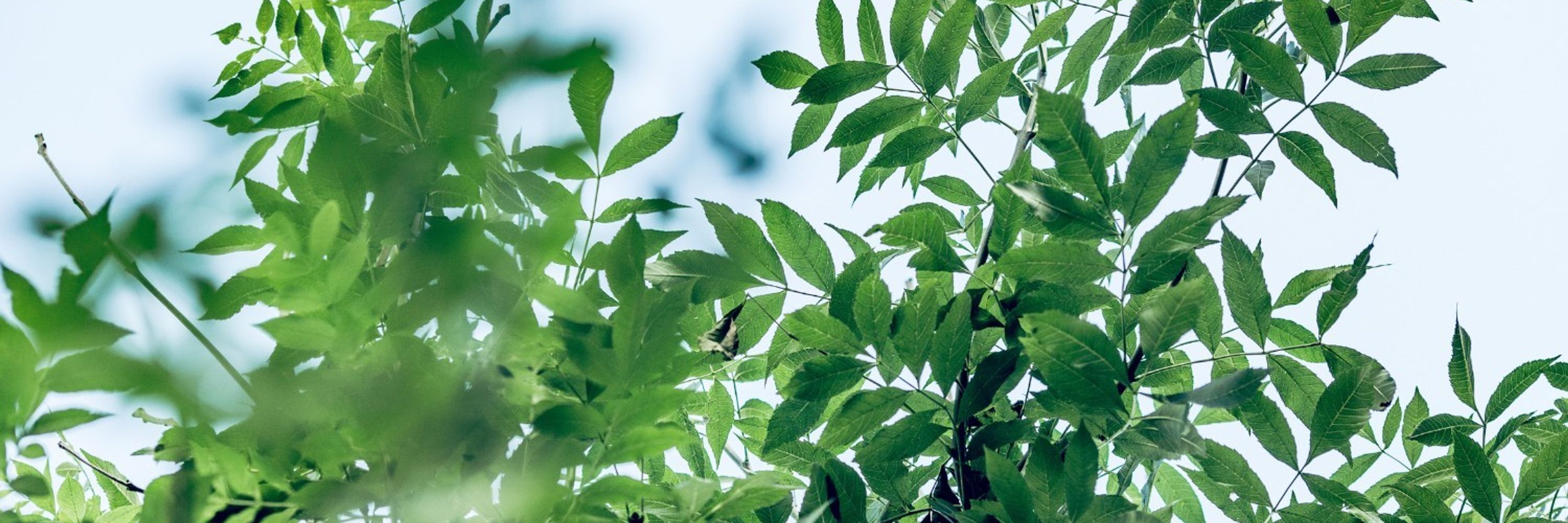 Crown Tree Consultancy