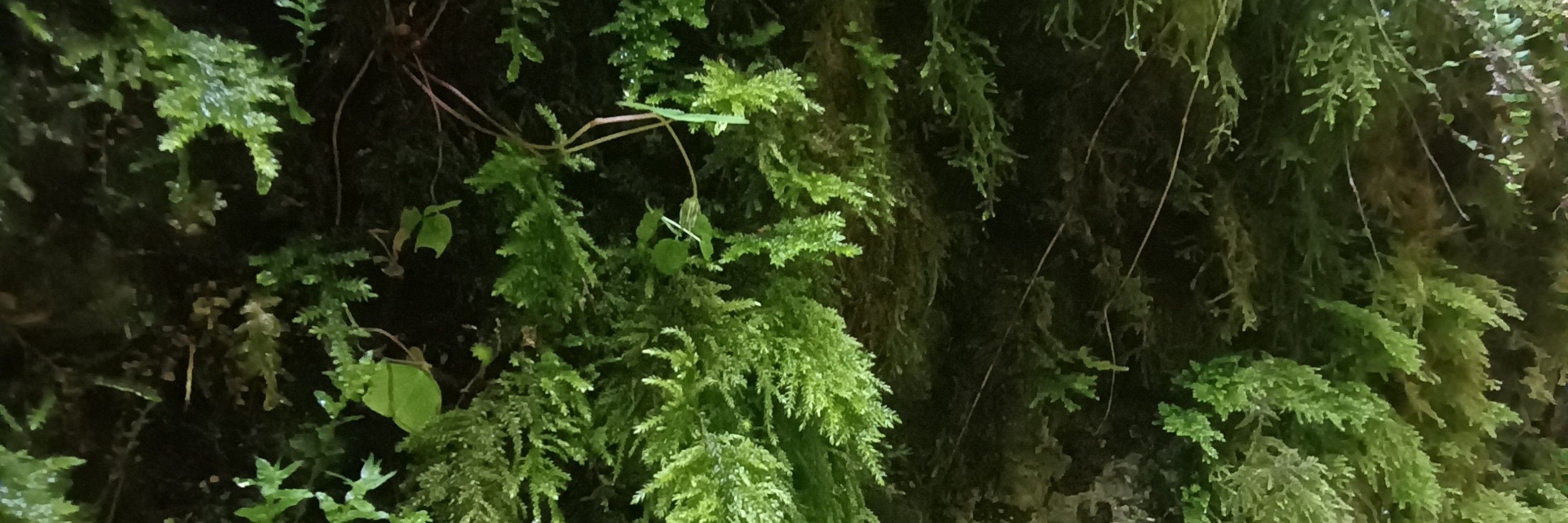 Mossy DoomShroom🪲