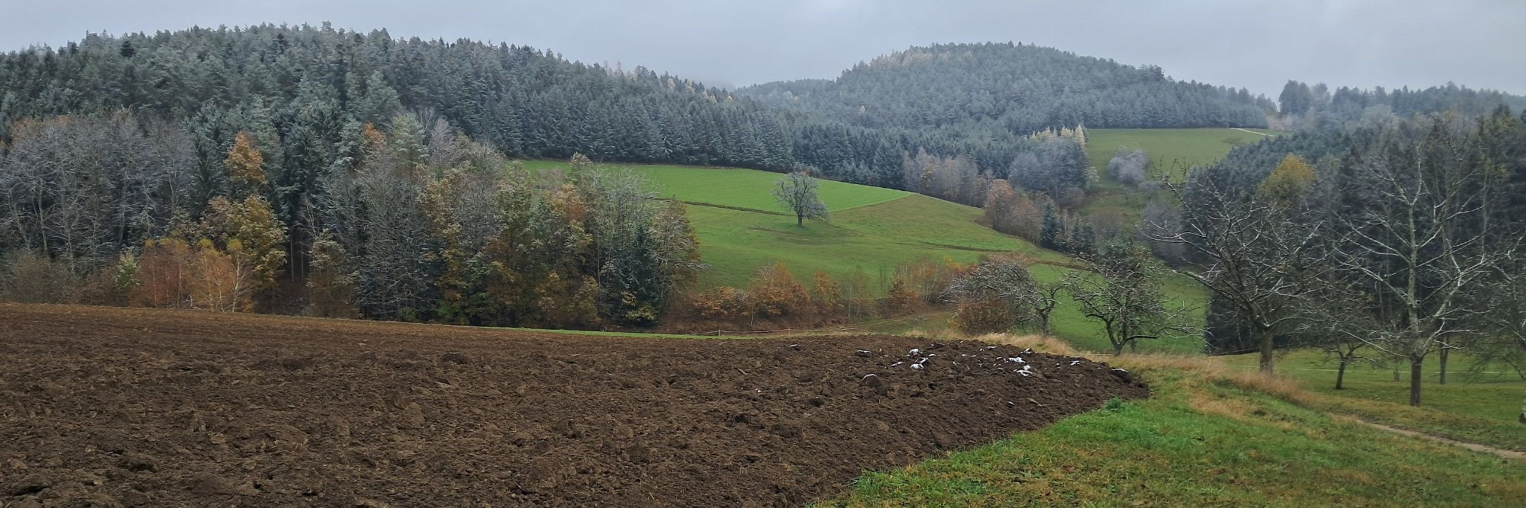 RenateJancuch