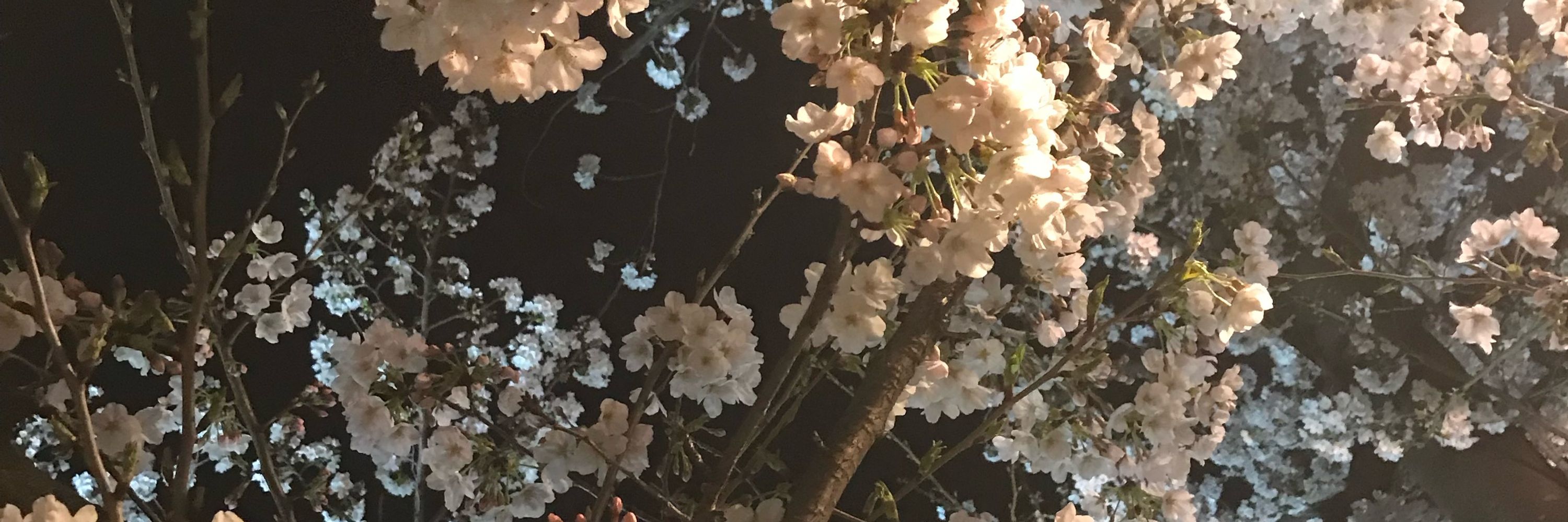 百杏📕