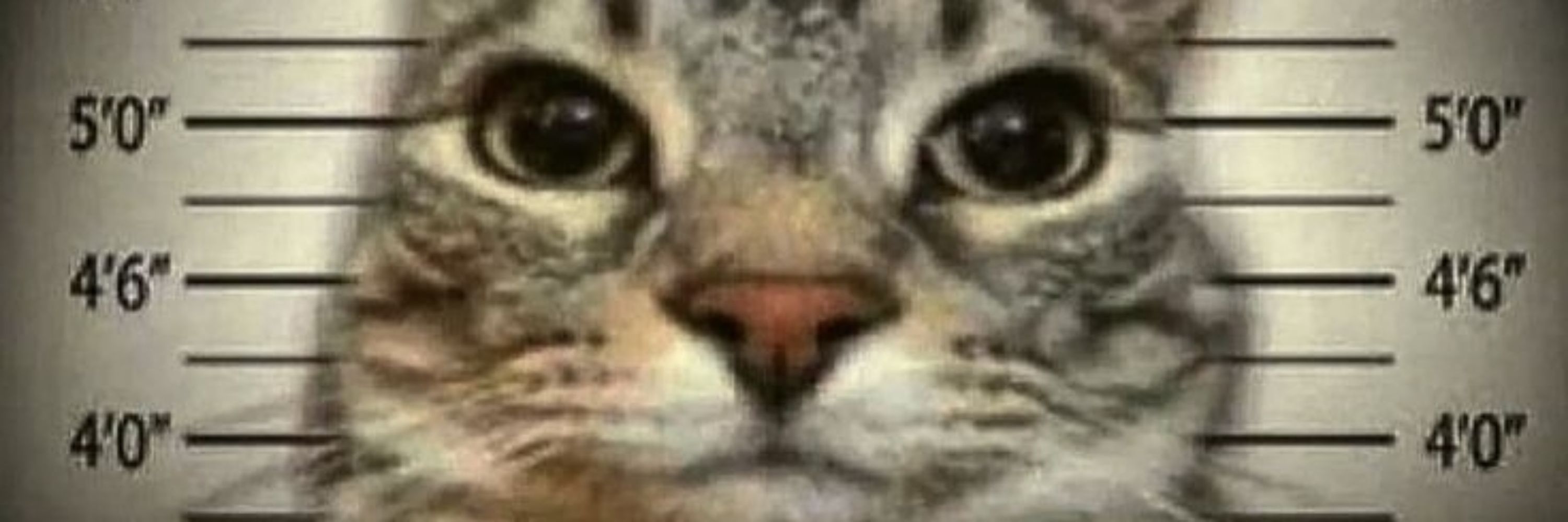 Hyro