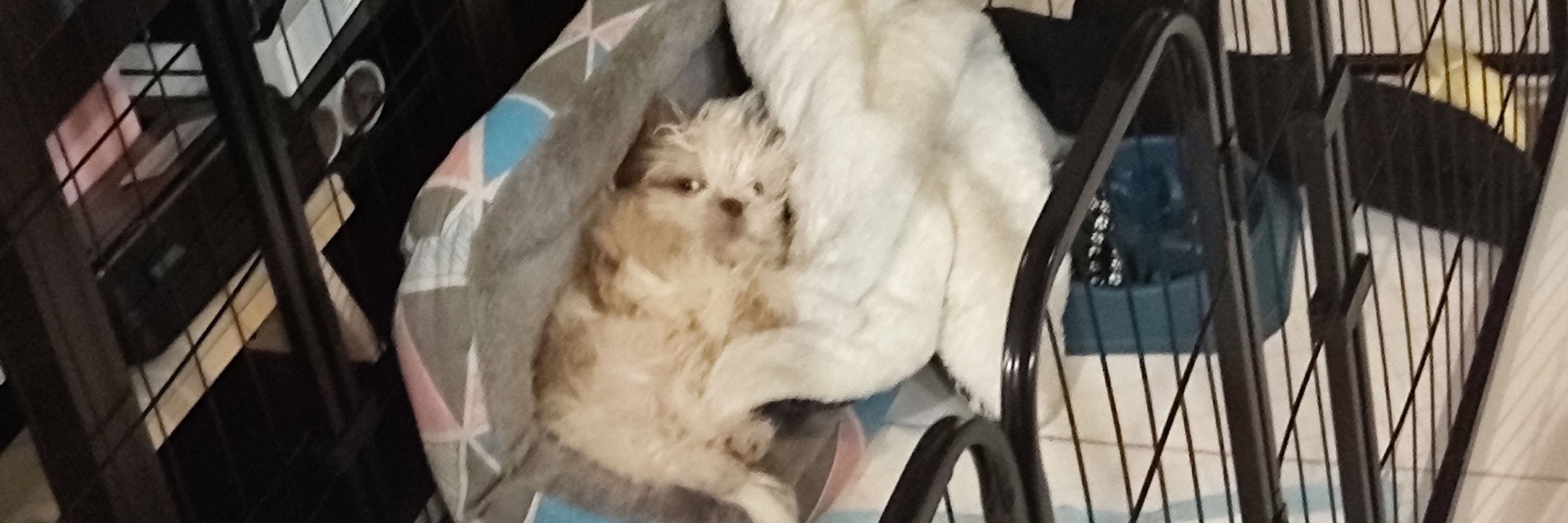 chi