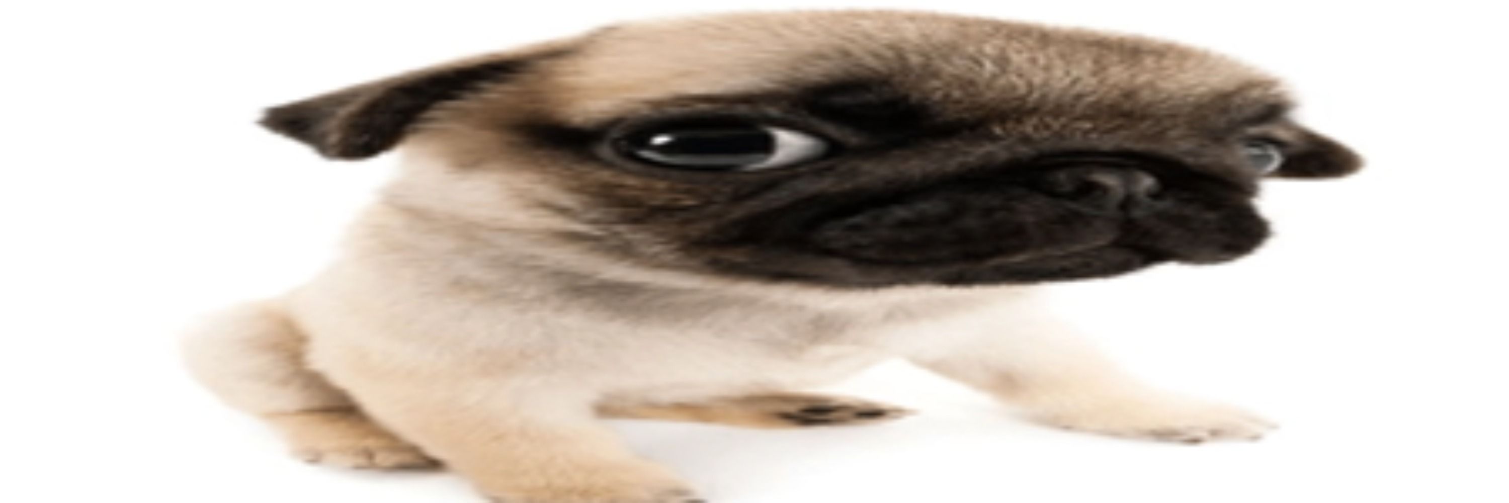 kennydesu