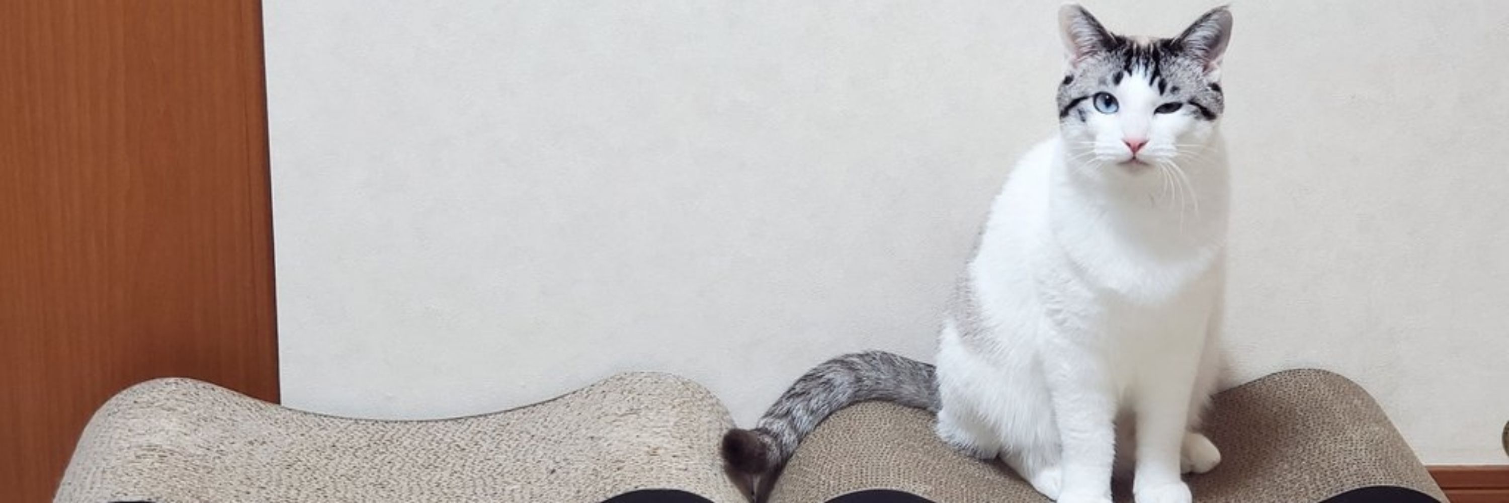さく